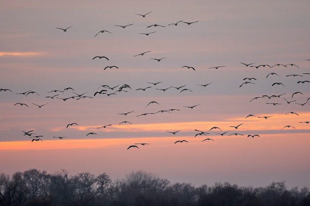 Sandhill Cranes, ducks, pintail ducks, bufflehead ducks, bird, bird watching, California, Sacramento, nature, egrets,