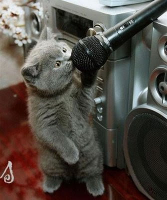 Funny animal photos, and funny funny animals videos. Funny animal photos, and funny
