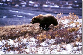 bear3