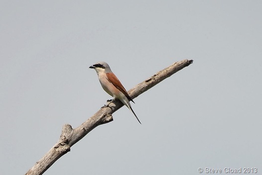 Male red-backed shrike