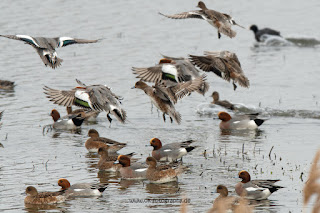 Naturfotografie Wildlifefotografie Lippeaue Olaf Kerber