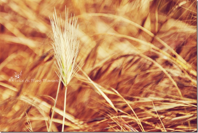 DSC_5177_edit_goldflake_wm