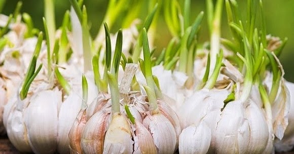 Cara Berkembang Biak Bawang Merah dan Bawang Putih 