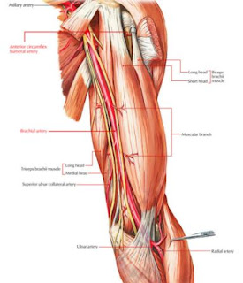 Otot Biceps Brachii adalah otot dari lengan atas atau ekstremitas superior manusia. Otot ini memiliki perlekatan anatomi origo, insersi, aksi, saraf, dan arteri.