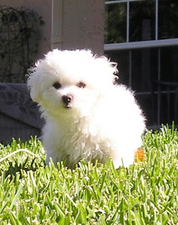 Bolognese puppies