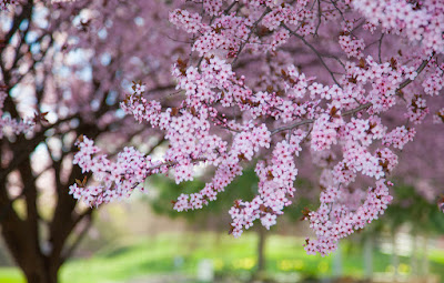 SPRING HD WALLPAPERS  22