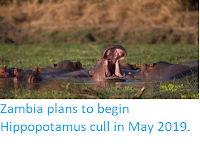 https://sciencythoughts.blogspot.com/2019/03/zambia-plans-to-begin-hippopotamus-cull.html