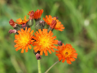 Épervière orangée - Pilosella aurantiaca 