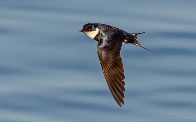 White-Throated Swallow in Flight Woodbridge Island Vernon Chalmers Photography