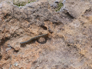 Scolopendra sp en la primavera