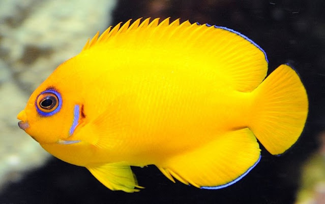 Lemonpeel Angelfish Air Laut