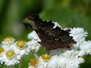 Polygonia faunus - Polygone à taches vertes