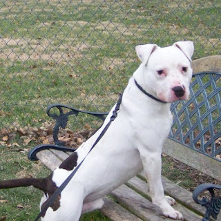 This is Bruce. I first met Bruce at the Animal Assistance League of Virginia. Bruce is the first "Pit Bull" that showed me exactly how sweet and loving the breed can be.