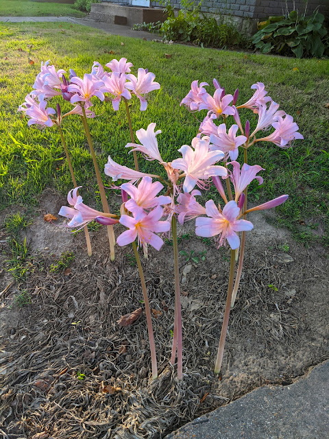 Photo of pink "resurrection" lilies against green grass.