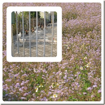花與雞