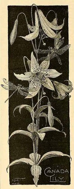 Лилия канадская (Lilium canadense)