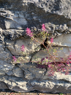 Earth Smoke (Fumaria officinalis) on a wall in Bergamo.