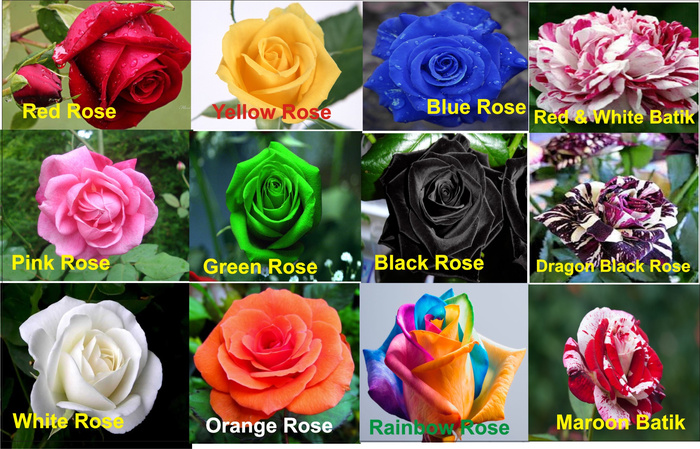 Paling Bagus 19 Bunga Mawar  Di Warna  Gambar Bunga HD
