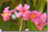 Canon500D_自訂1風格160