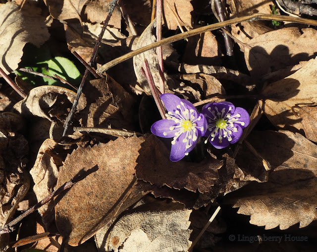 lingonberryhouse, krookus, crocuses, hepatica, sinivuokko