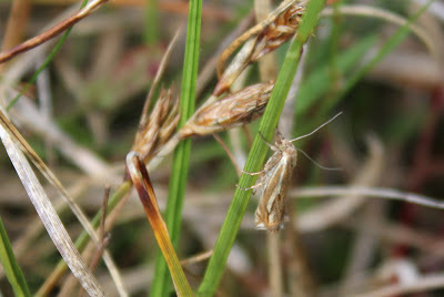 Streepjesgrasmot - Streekjes Gersmot - Crambus pratella