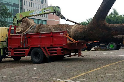 Harga jasa tebang pohon pencabutan pohon besar