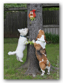 Bentley and Pierre with their PrideBites squirrel