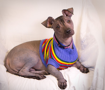 American Hairless Terrier