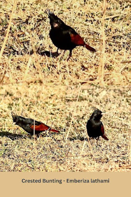 "Crested Bunting - Emberiza lathami  Mt Abu Feb 2024. collage of birds feeding in a field."