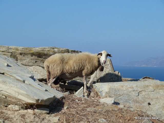 Mouton à Ios