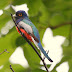 El atractivo Trogón de Corona Azul, Trogon curucui