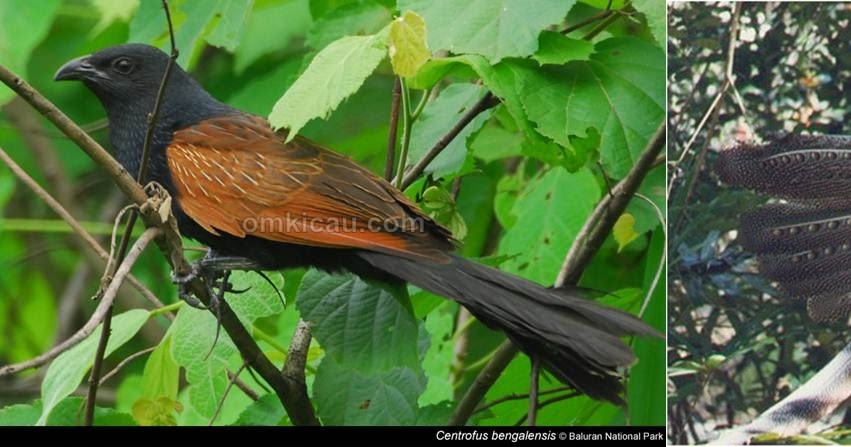 Burung Bubut dan Burung Ruai Cerita Rakyat Momento Dulce