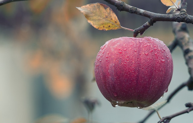 Apple Nutrition facts and health benefits.
