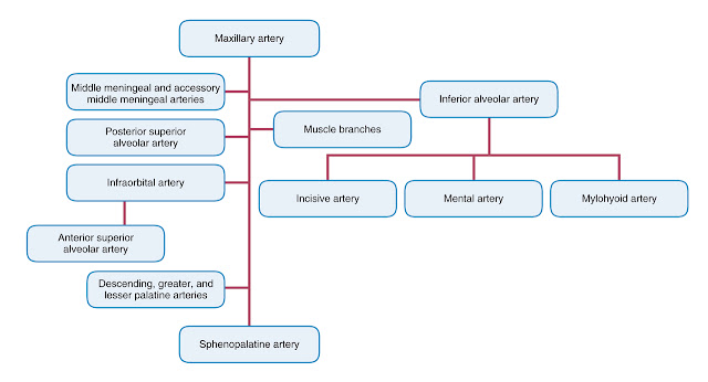 Branches of the maxillary artery