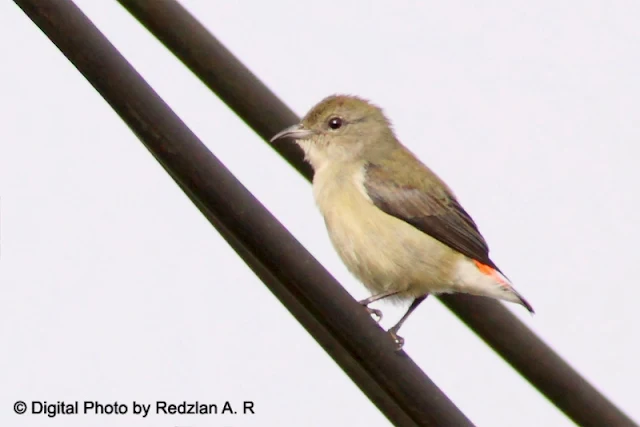 Female Scarlet-backed Flowerpecker