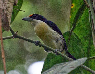 Cabezón escamoso Capito squamatus