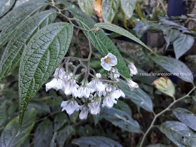 Ramo de Solanum concinnum com inflorescência na ponta, pendente e de flores brancas