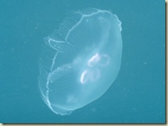 P1010396
