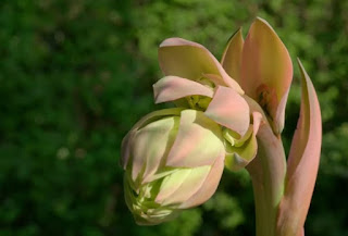 Mexican Lily, Beschorneria Yuccocides