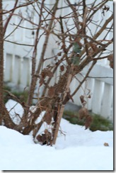 bloggebilder 008