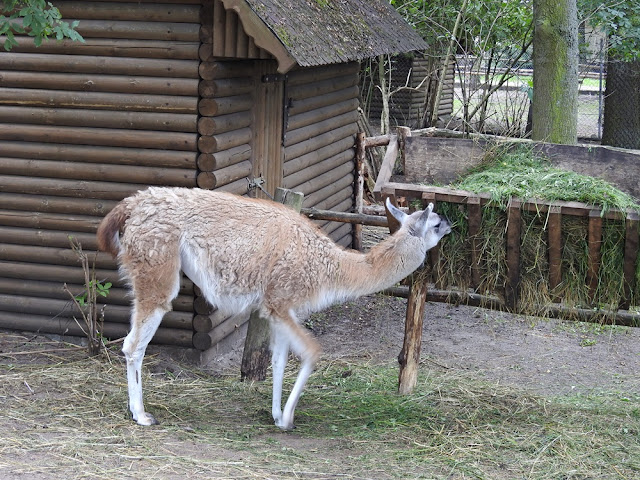 gwanako należy do lam i mieszka w zoo w Nowym Tomyślu