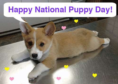 National Puppy Day Wishes Pics