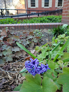 A purplish-blue cluster of blossoms, shading to white, is in the foreground amid greenery. In the medium ground is brownery, partly a heuchera plant. In the background are brick walls, metal railings, and the windows and shutters of Race Street Quaker Meetinghouse.