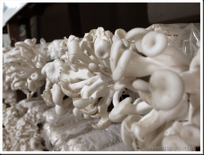 Oyster Mushroom