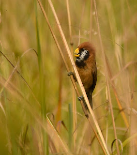 Paradoxornis flavirostris