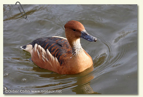 Duck Pictures Gallery