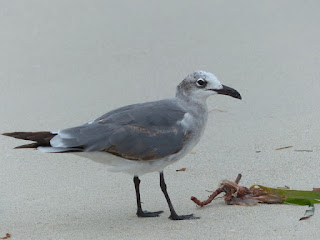 Leucophaeus atricilla - Mouette atricille