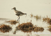 Black-bellied plover, breeding female PEI, 2013 - by Roberta Palmer 