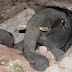 Gajah Accident
