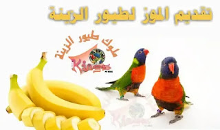 تقديم فاكهة الموز لطيور الزينة